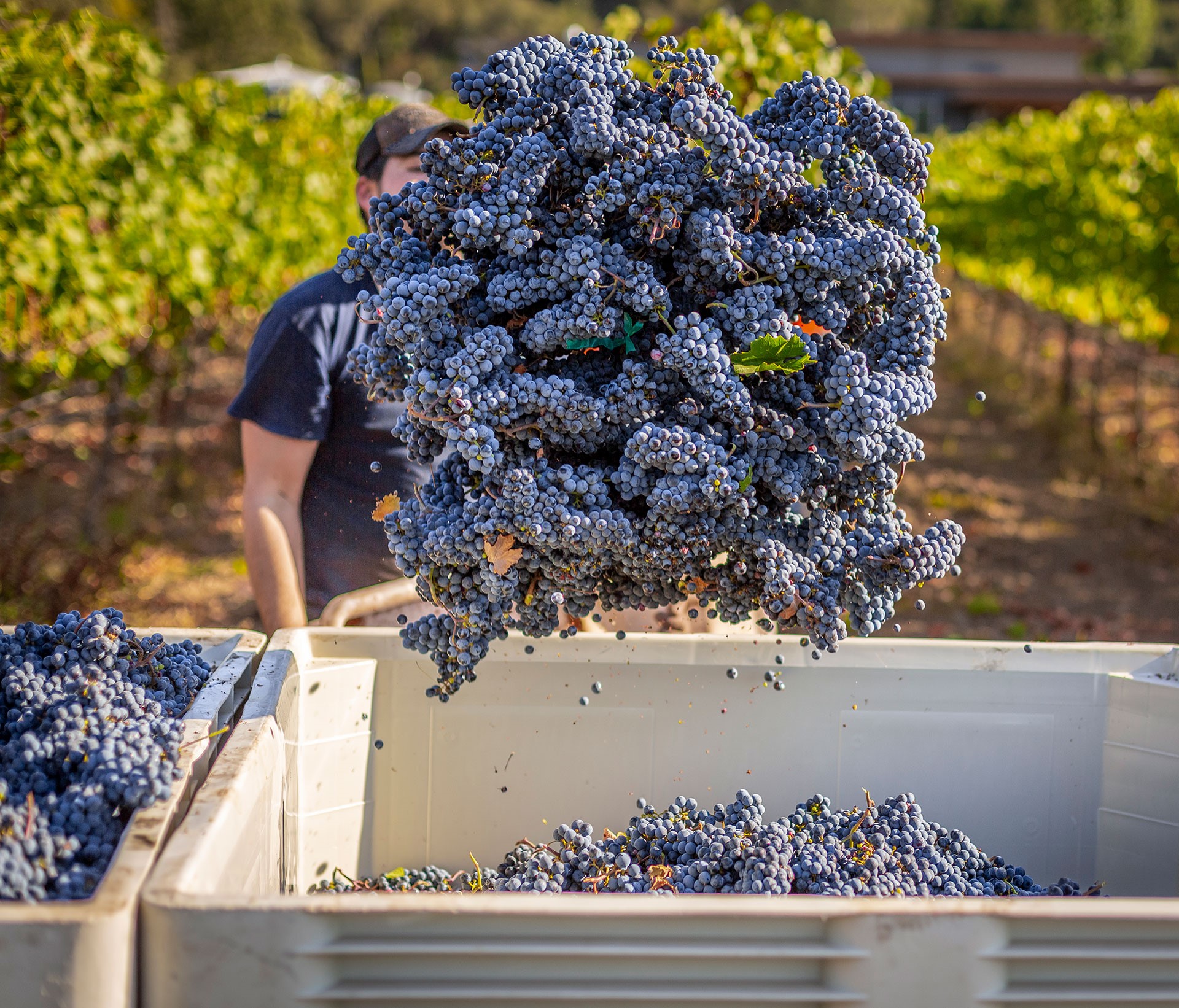 Titus Vineyards Grape Harvest