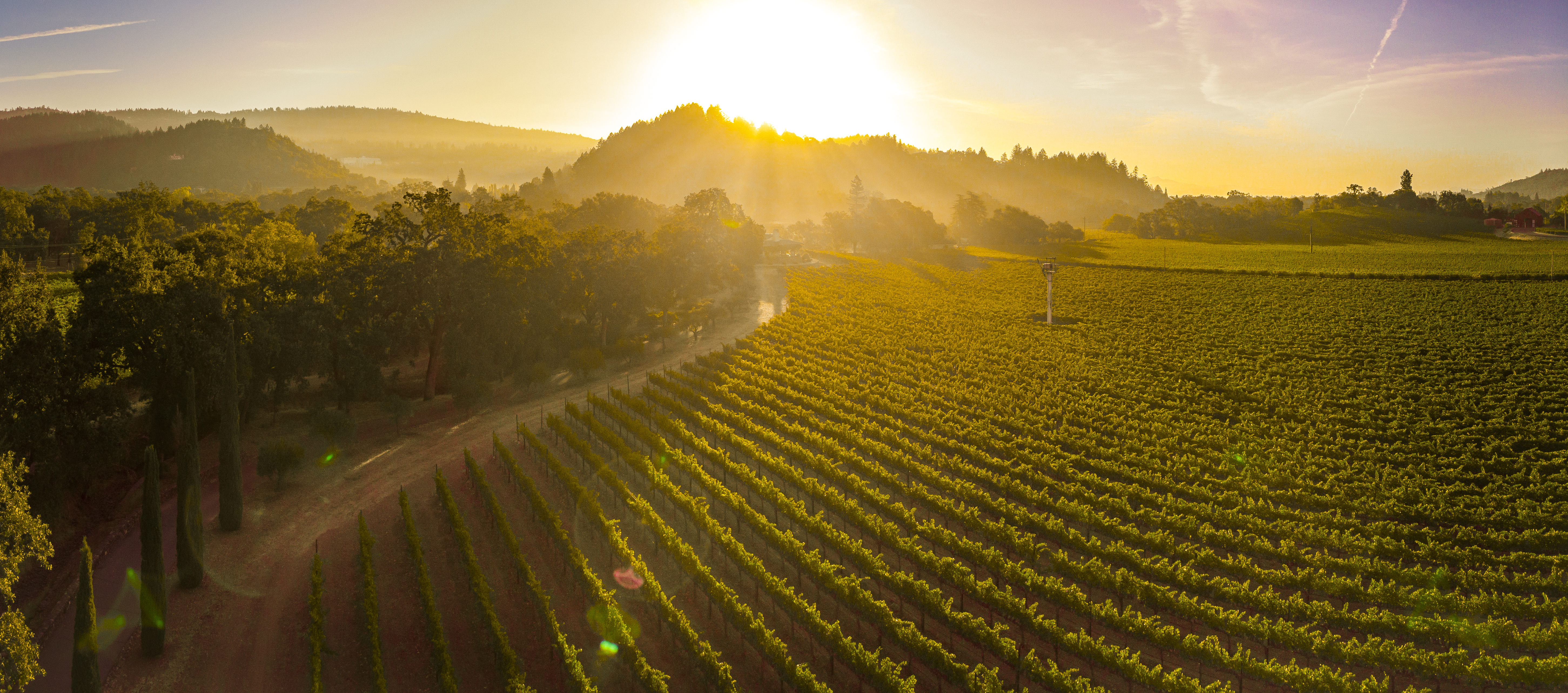 Vineyard at Sunset