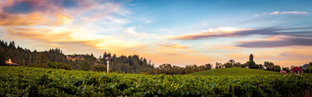 Vineyard and Hill shot, Titus