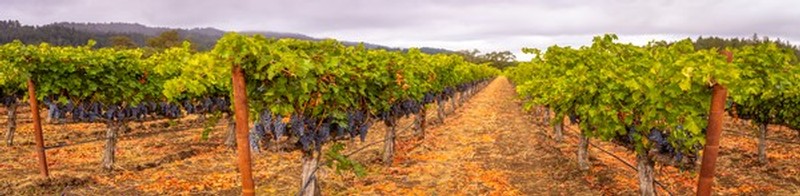 Long Vineyard Shot