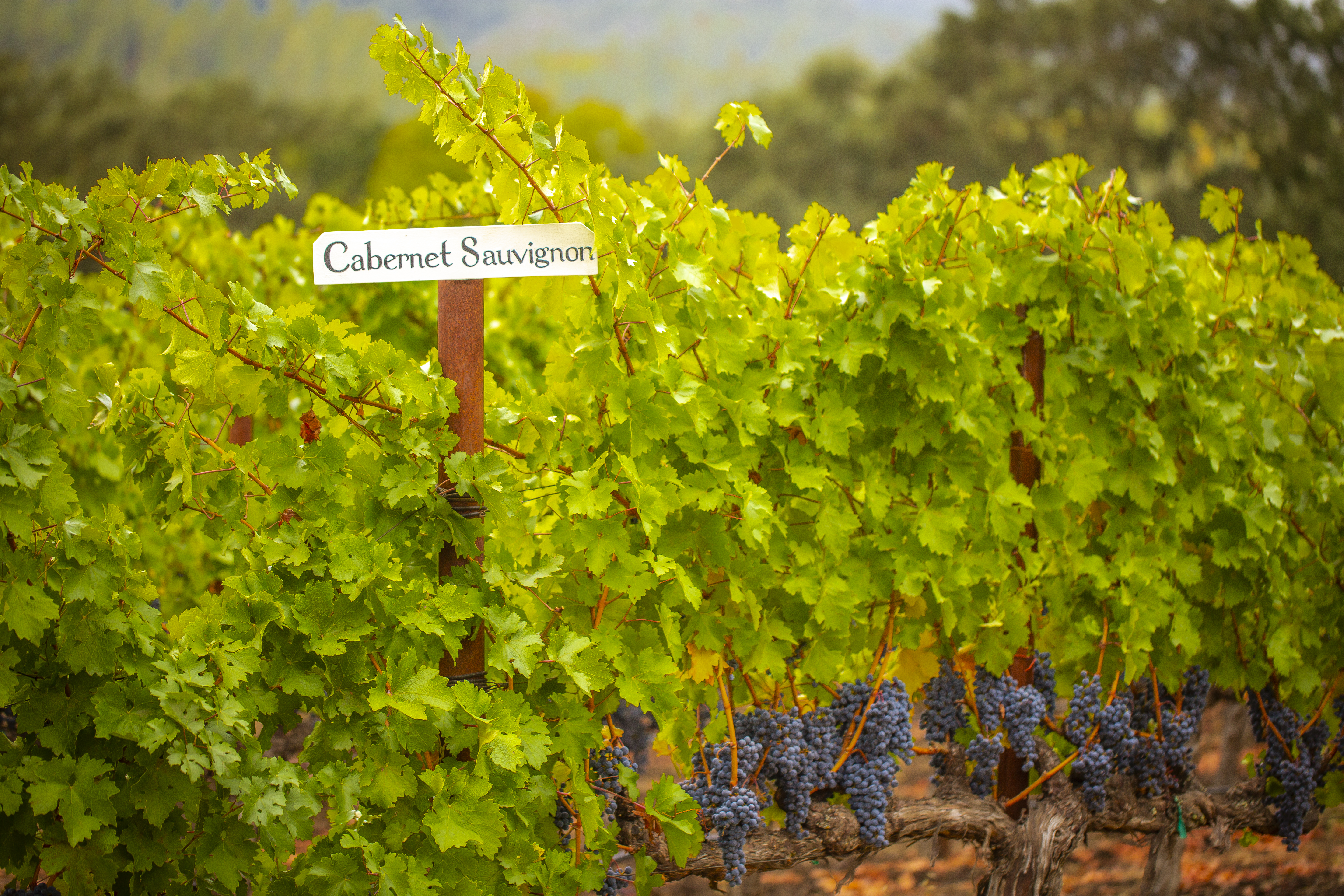 Cabernet Vineyard, Cabernet Sauvignon, Titus Vineyards, St. Helena