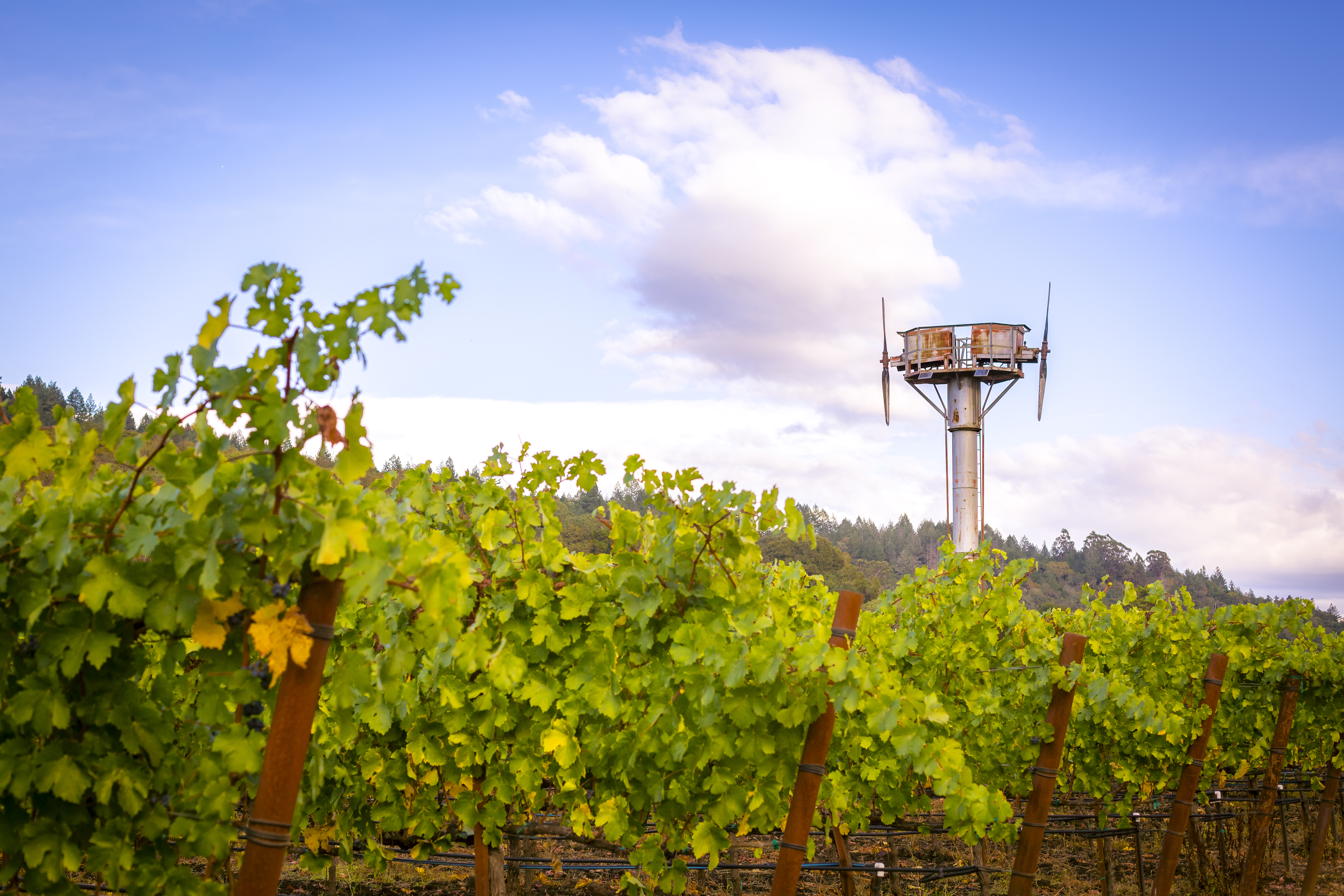 Vineyard and Sky, Napa Valley