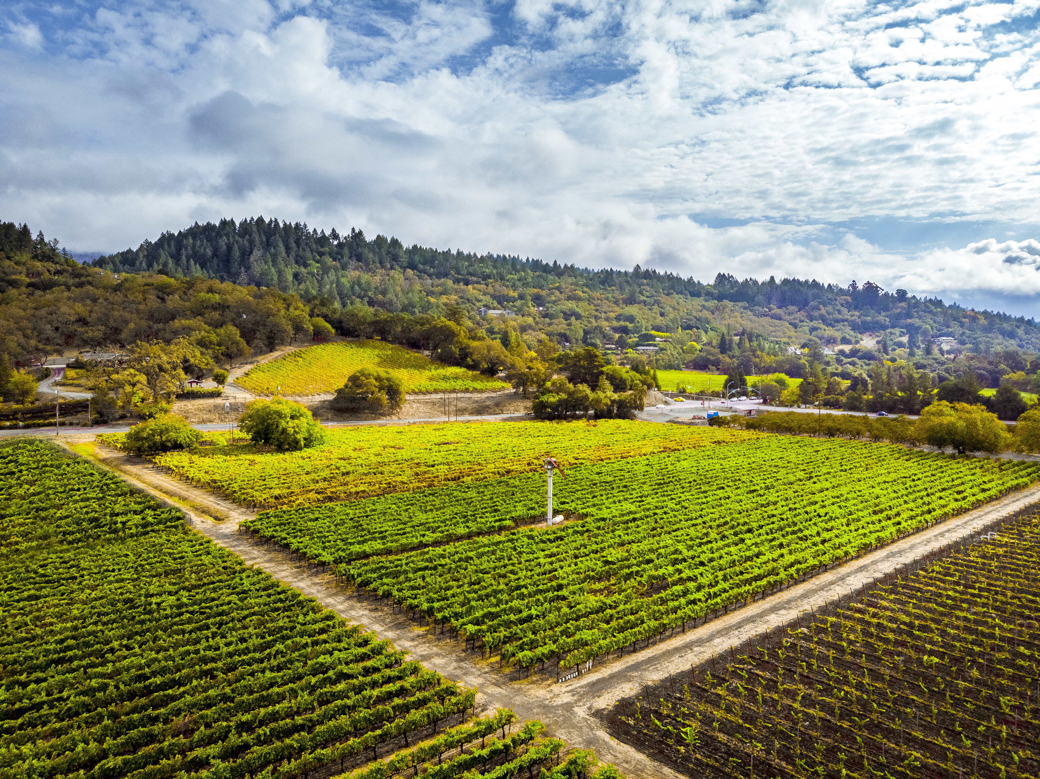 Vineyards and Sky, Silverado Trail