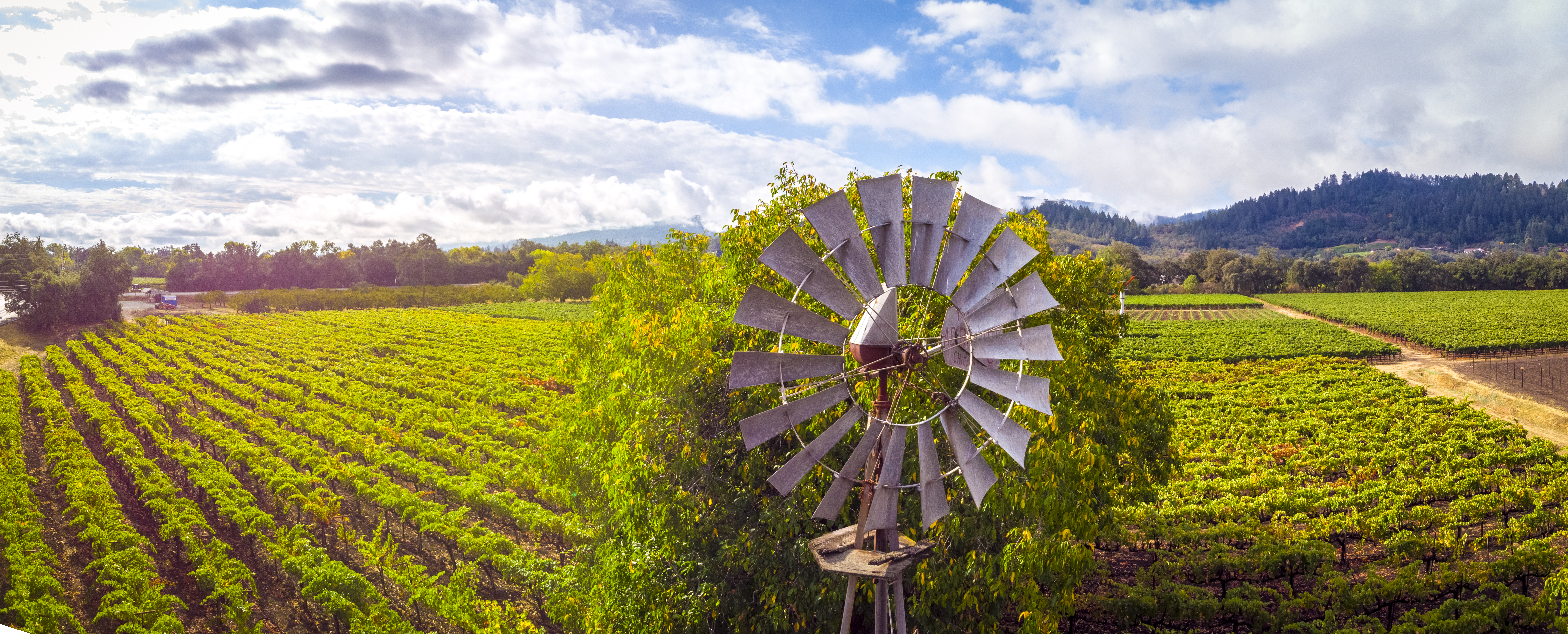 Windmill and Vineyard, Farm